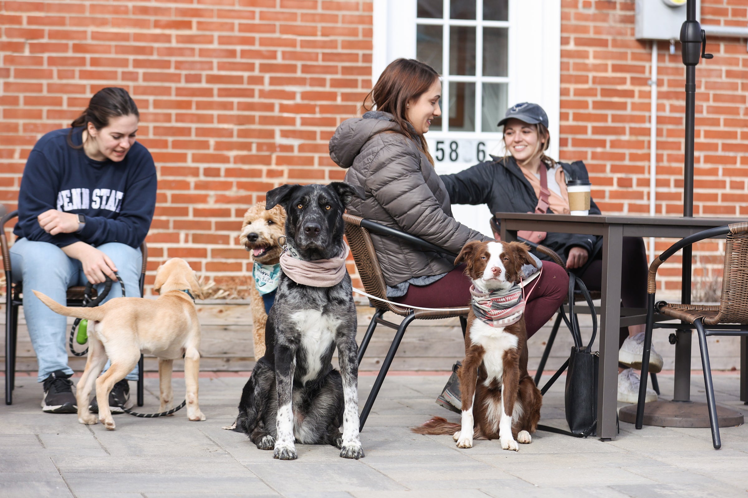 Home | Zoomies Pet Cafe